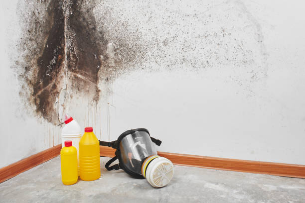 Best Mold Remediation  in Wildwood, MO