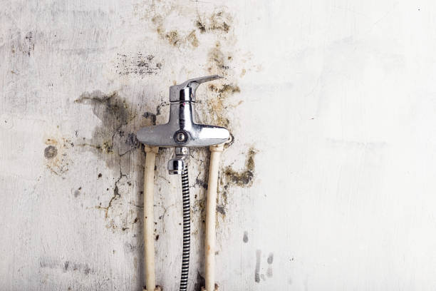 Best Fast Mold Removal  in Wildwood, MO