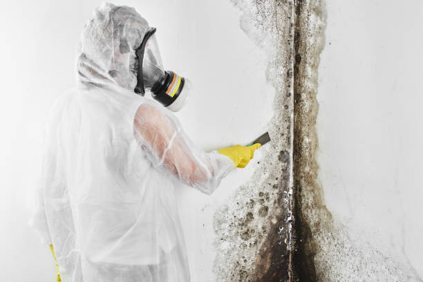 Crawl Space Mold Removal in Wildwood, MO