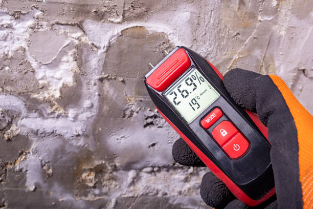 Best Mold Damage Repair  in Wildwood, MO