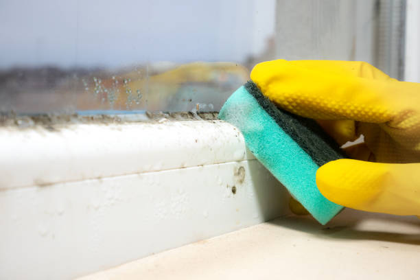 Best Black Mold Removal  in Wildwood, MO