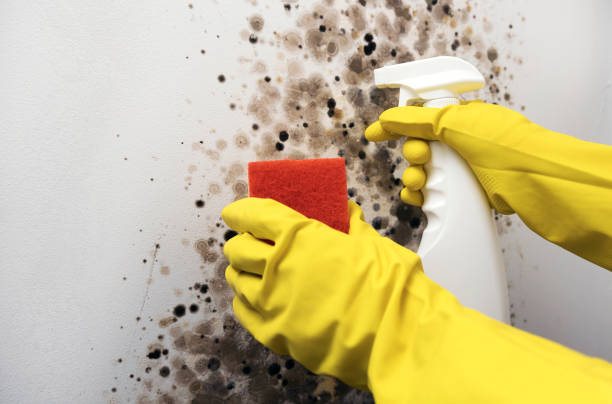 Best Crawl Space Mold Removal  in Wildwood, MO
