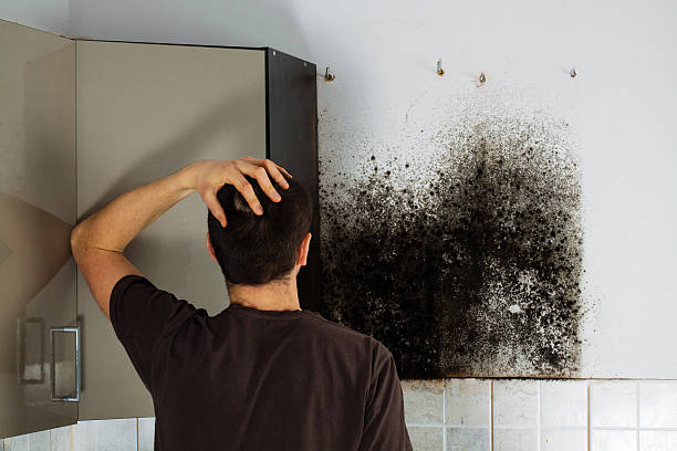 Trusted Wildwood, MO Mold Removal Experts
