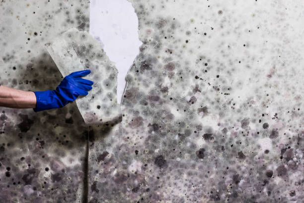 Mold Removal and Inspection in Wildwood, MO